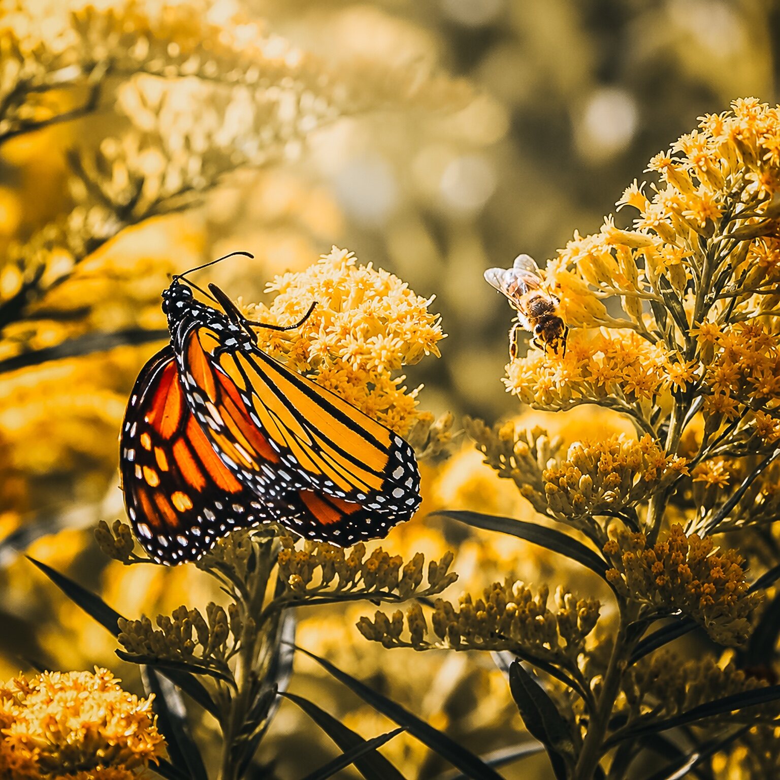 A monarch butterfly among flowers in warm sunlight