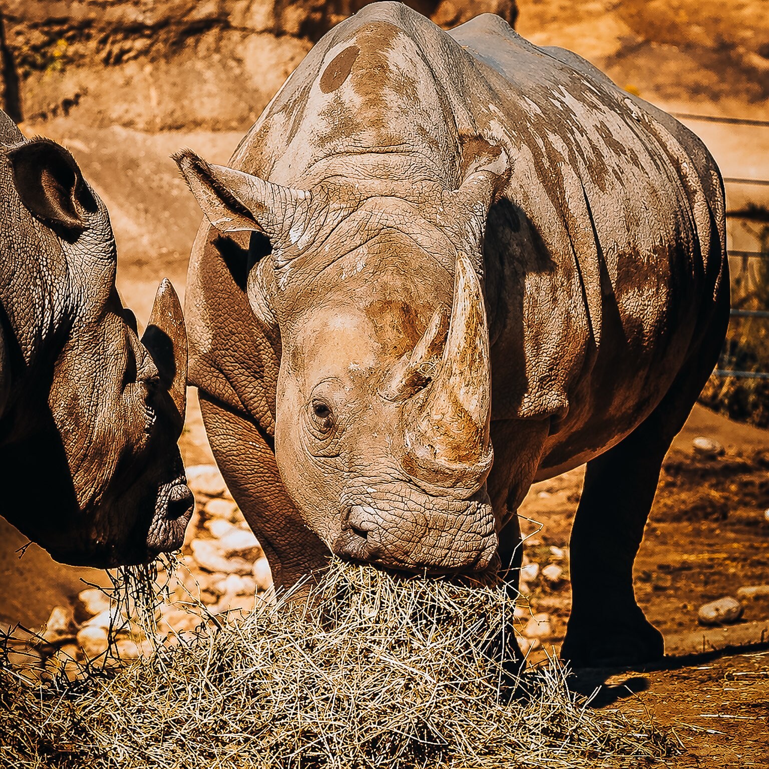 Quiet Strength, a rhinoceros portrait, displayed as framed art in a warm living room